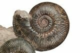 Two Toarcian Ammonite (Hammatoceras) Fossils - France #191714-2